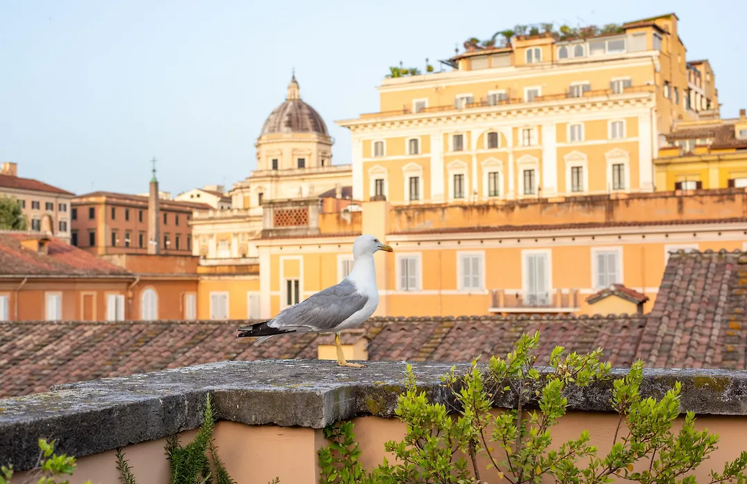 Sentho Roma-1