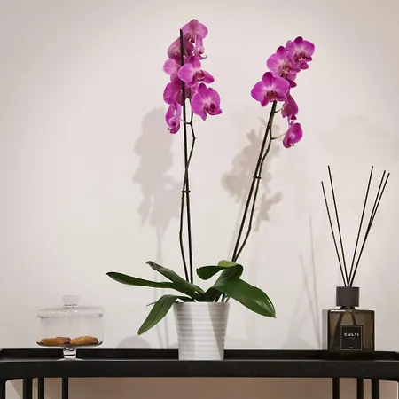 Fellini Design Suites-2